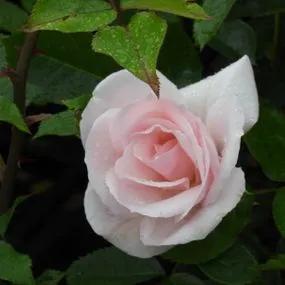 Many Happy Returns Rose (Rosa Many Happy Returns) 1